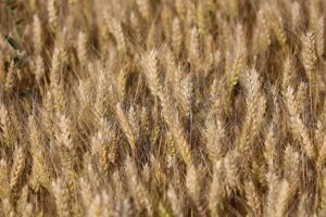 ノウハウを活用した農業の成功事例とは？