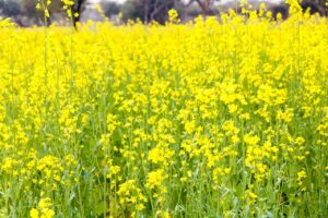 地域活性化に農業クラファンは本当に役立つ？