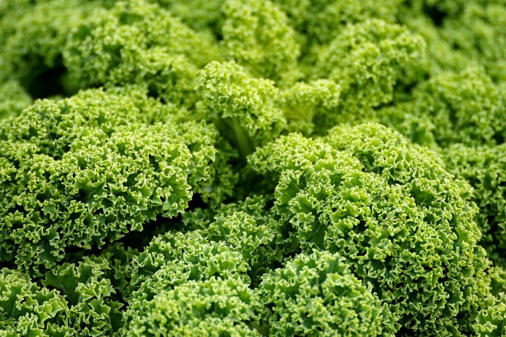 農業後継者がクラファンを活用するための効果的な方法は？